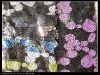 sequins embroidery with colorfull irregular oval