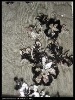 sequins embroidery with flower design