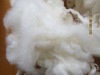 sheep cashmere