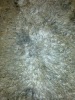 sheep skin