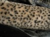 short pile fur