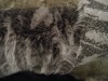 short pile fur for coats