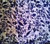 silk satin(charmeuse),silk fabric