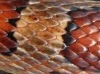 snake skin