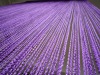spaghetti string curtain purple
