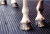 stable mat