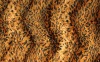 tiger print velvet fabric