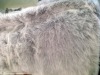 tip-dyed high pile fake fur