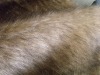 tip-dyed plush fur