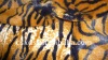 toy-velboa fabric-polyester knitting and tricot