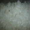 washed white goose feather 2-4cm