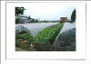 weed control/Anti-weed non woven fabric