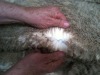 wet salt sheepskins