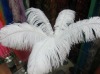 white Ostrich feathers, wedding feather, feather extension, decroation feathers