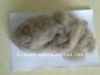 white/grey/brown cashmere fiber/pashmina fiber