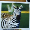 zebra printed fleece fabric